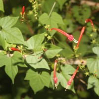 Ipomoea hederifolia L.